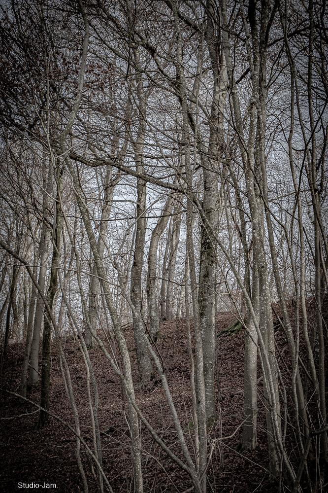 janvier 2022 en foret